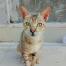 Arabische mau kat met helder gele ogen