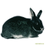 Zwart zilvervos konijn