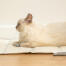 Kat speelt met de catnip sardientjes speelGoed liggend in de hoge kwaliteit Omlet koelmat