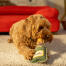 Hond die met een hondenspeeltje speelt Hond die met een hondenspeeltje speelt