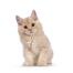 Schattig ginger cymric katje tegen een witte achtergrond