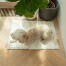 Het traagschuim biedt optimaal comfort, waardoor u de mat zowel rechtstreeks op de vloer als in de hondenmand kunt gebruiken