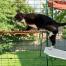 Kat klimt op rode outdoor kattenplank in Omlet catio Kat klimt op rode outdoor kattenplank in Omlet catio