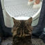 Kat zit in Maya kattenbak meubels krijgen privacy