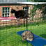 één kat zittend op een rode buitenkattenplank en de andere kat zittend op een blauwe buitenkattenplank in Omlet catio