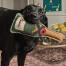 Een labrador met het bubbles & fizz hondenspeelGoed van sophie allport