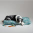 Hond rustend in een groot kussen hondenbed