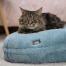 Kat slapend op zijn zachtblauwe kattenmand