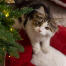 Kitten in het Omlet kerstkattenbed