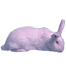 Wit nz konijn