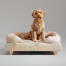 Een Goldendoodle zat bovenop de pawsteps natural bolster dog bed