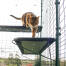 Kat loopt op blauwe buitenkat plank in catio buiten ren met drainage gaten zichtbaar Kat loopt op blauwe buitenkat plank in catio buiten ren met drainage gaten zichtbaar
