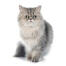 Perzische tinnen kat zittend tegen een witte achtergrond