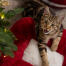 Kitten in het Omlet kerstkattenbed
