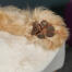 Close up van hondenpoot op Omlet Topology schapenvacht topper