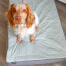 Hond in een Luxury Topology hondenbed