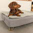 Teckel zittend op Omlet Topology hondenbed met gewatteerde hoes en Gold haarspeld voetjes