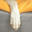 Close-up van hondenpoot op Omlet Topology hondenbed met zitzak topper