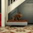 Hond schudt zich terwijl op Omlet Topology hondenbed met microvezel topper en brasscap voeten