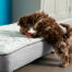 Een puppy snuffelt aan het Topology puppybed met gewatteerde topper