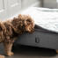 Een puppy snuffelt aan het Topology puppybed met gewatteerde topper