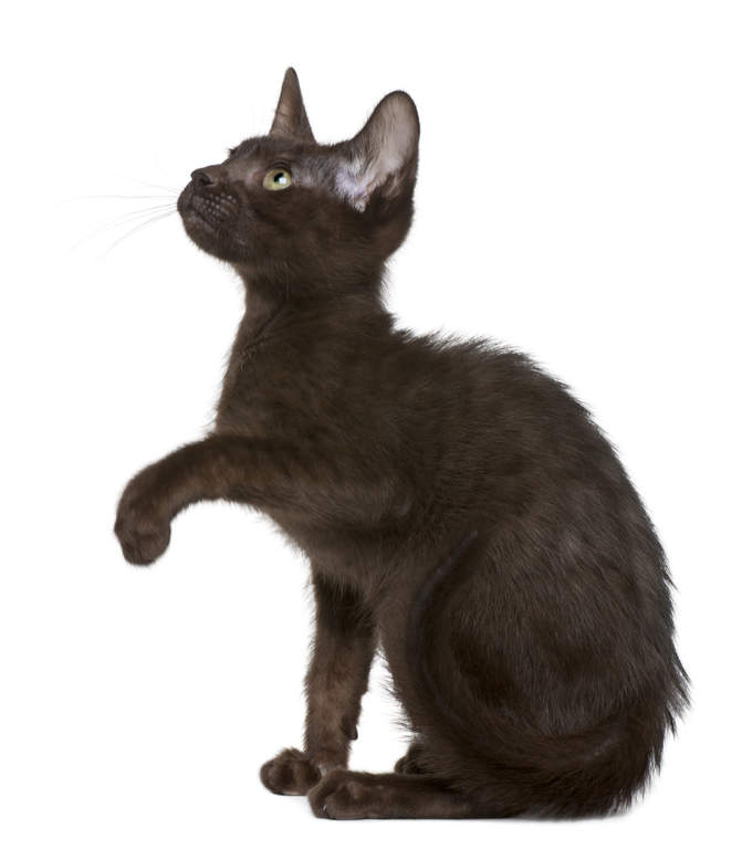 Havana brown | Katten | Rasinformatie | Omlet