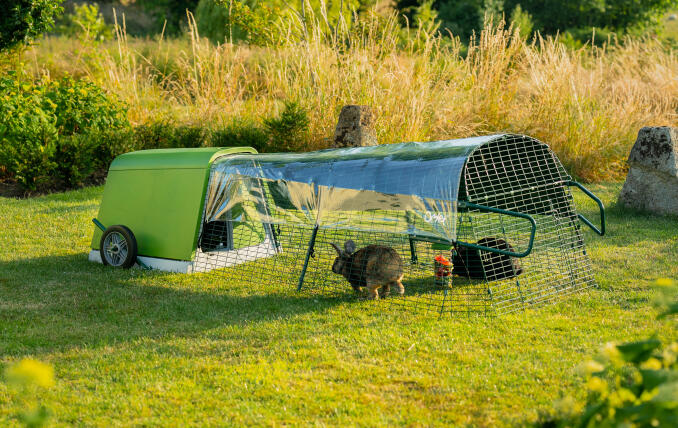 Een Eglu Go hok in de tuin met twee konijnen in de ren.