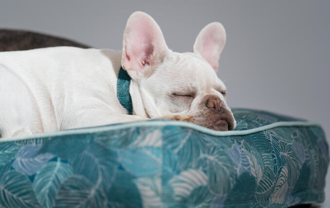 Witte Franse buldog rust zijn kop op een zacht en ondersteunend hondenkussen van Omlet