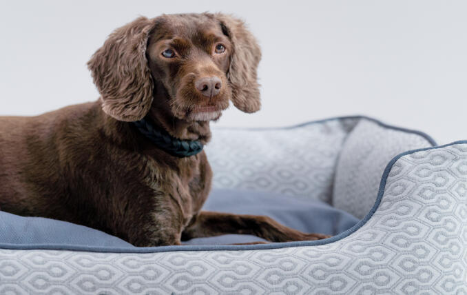 Mini retriever liggend op een stijlvol en draagbaar hondennest van Omlet