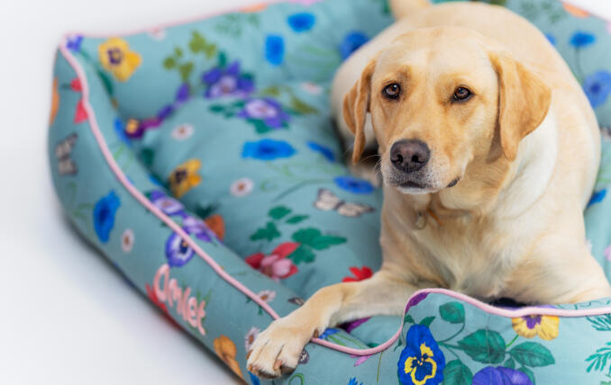 Witte Franse buldog duikt in een stijlvol designer hondennest van Omlet
