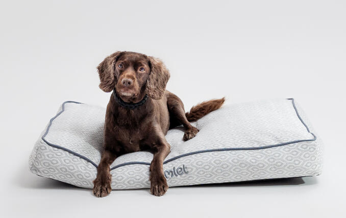 A dog lying in the Honeycomb Slate cushion dog bed.