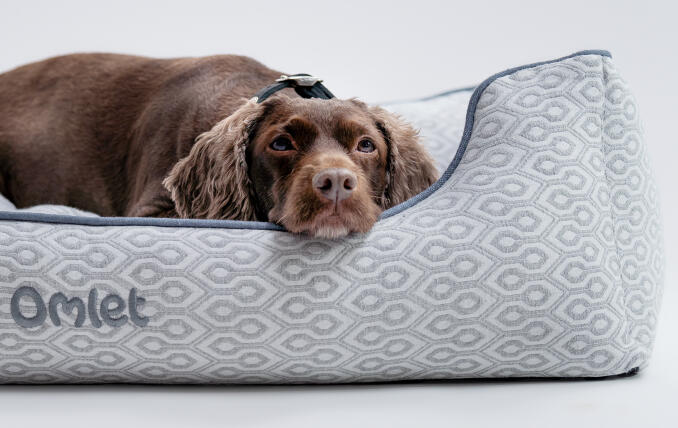 Duitse herder liggend op een groot designer hondennest van Omlet