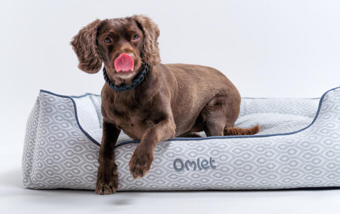 Retriever op een groot duurzaam vervaardigd designer hondennest van Omlet