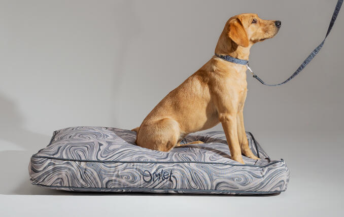 Retriever met een Omlet hondenkussen met print met bijpassende riem