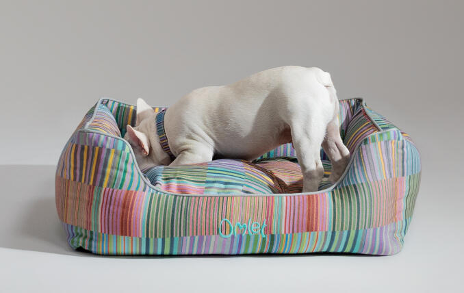 Witte Franse buldog duikt in een stijlvol designer hondennest van Omlet