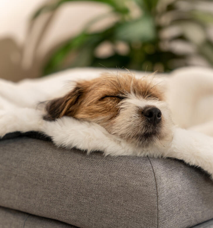 Hond op een knus dekentje op een bolster hondenbed