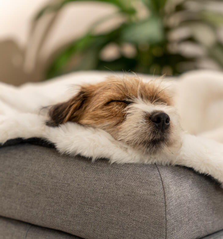 Een hond slaapt op de schapenvacht deken