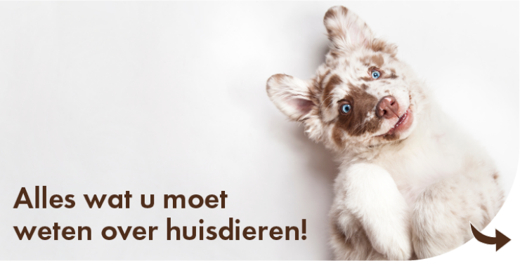 Alles wat je moet weten over huisdieren