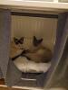 Droomhuis voor katten!