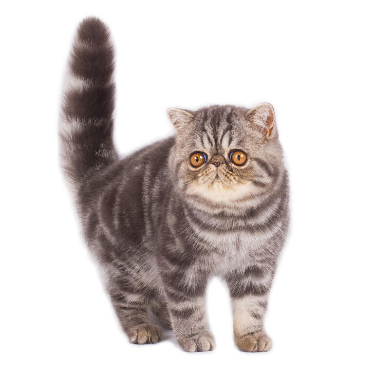 What Type Of Cat Breed Am I What Type Of Cat Breed Am I
