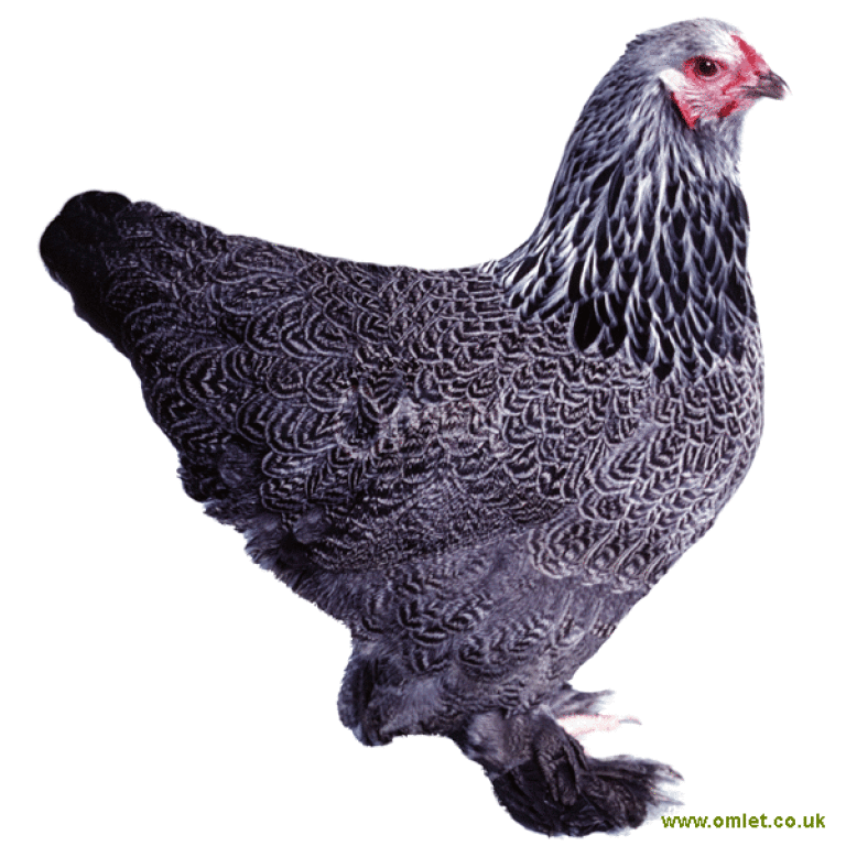 Inloggegevens Couscous besteden Brahma | Brahma For Sale | Kippenrassen