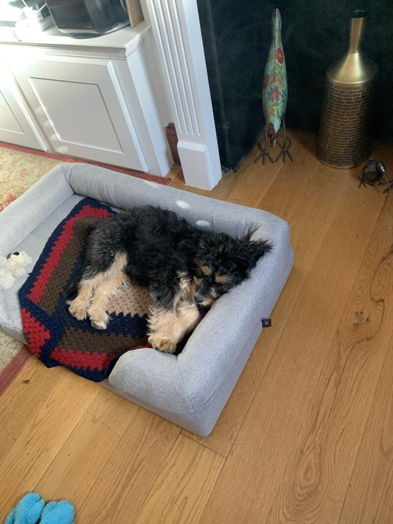 Omlet Traagschuim Bolsterbed voor honden