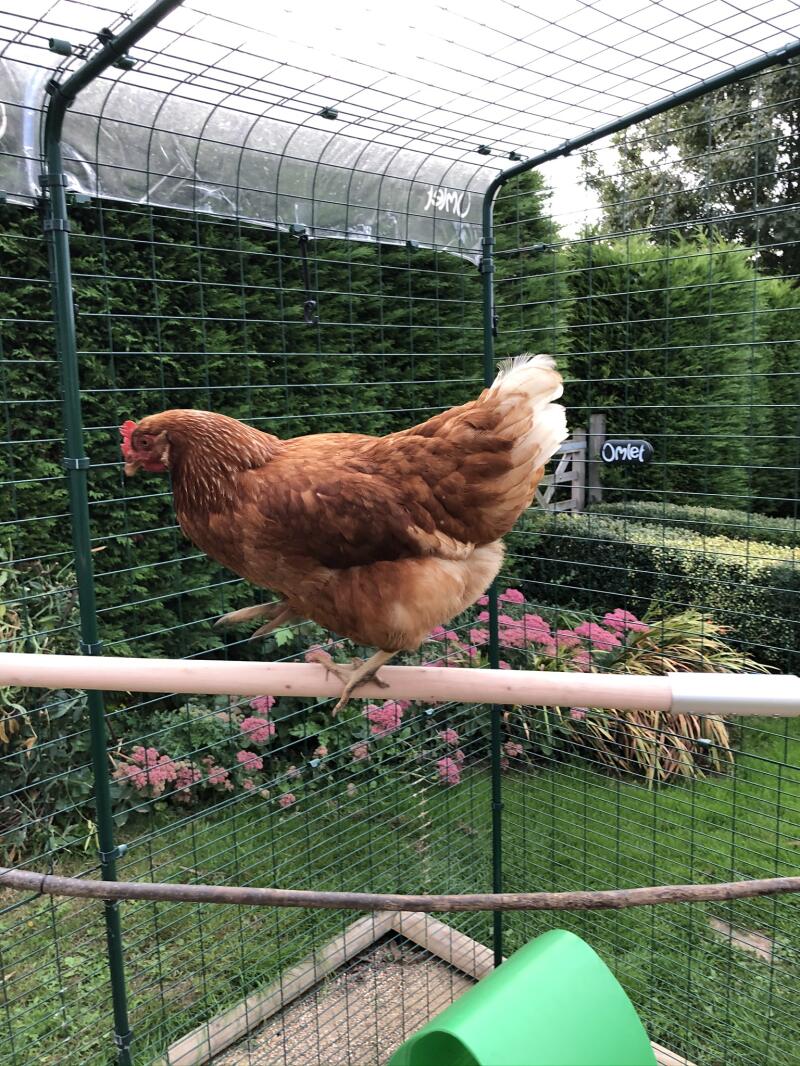 Kippen Zitstok 100 cm - geïmpregneerd hout