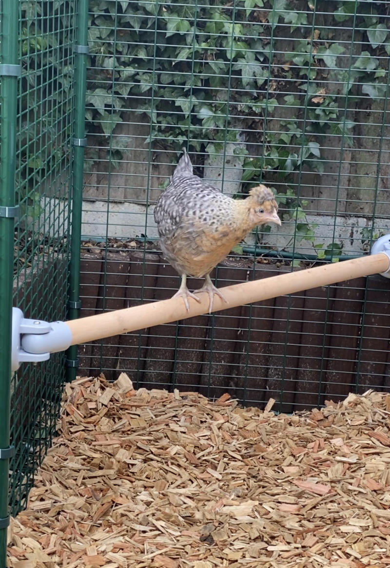 Arena Hoelahoep Verdwijnen Omlet | Omlet zitstok voor kippen