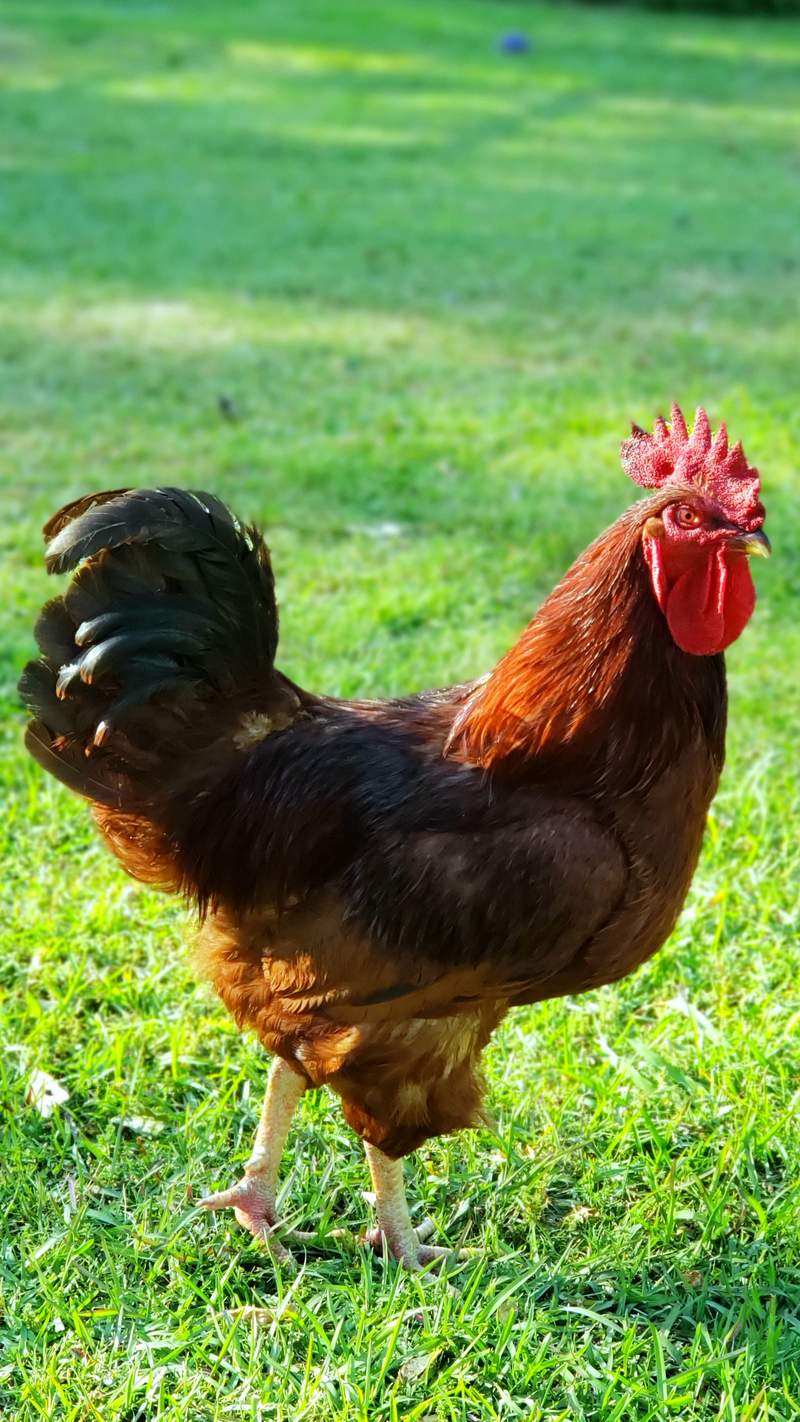 Rhode Island Red Kippen Rhode Island Red te koop