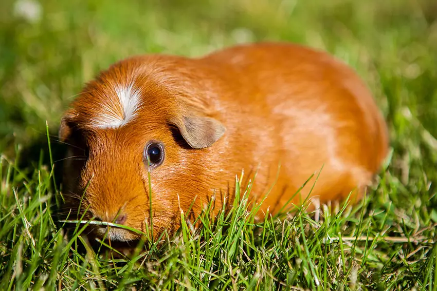 Crested-guinea-pig.webp