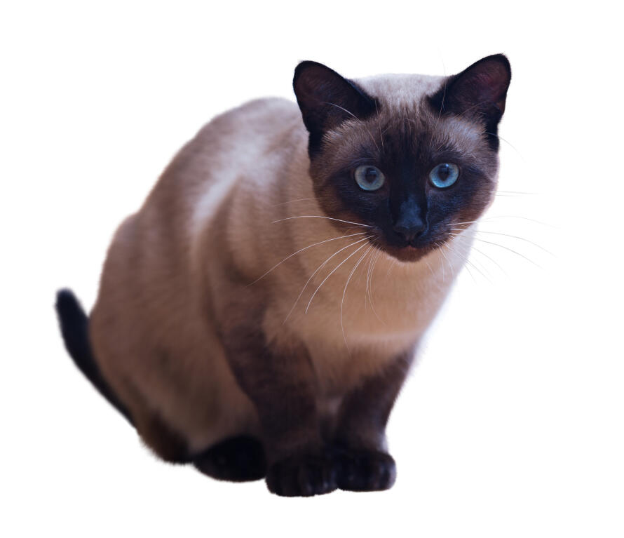 Blue Point Siamese Cat Club Blue Point Siamese Cat Club