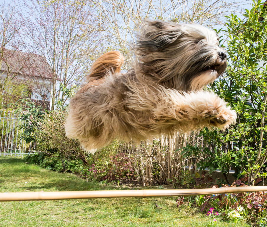 Tibetaanse Terri 235 R Honden Rasinformatie Omlet