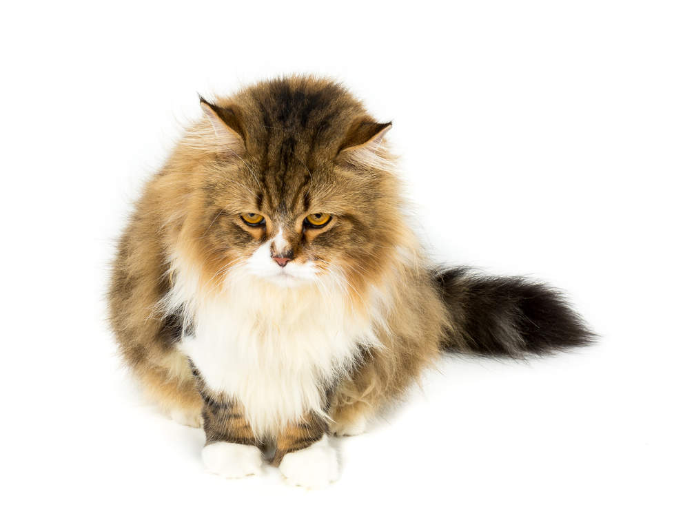 Pers - bicolour | Katten | Rasinformatie | Omlet