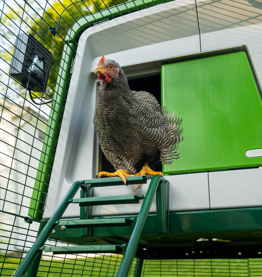 Kip komt uit een automatische deur op een Eglu Cube